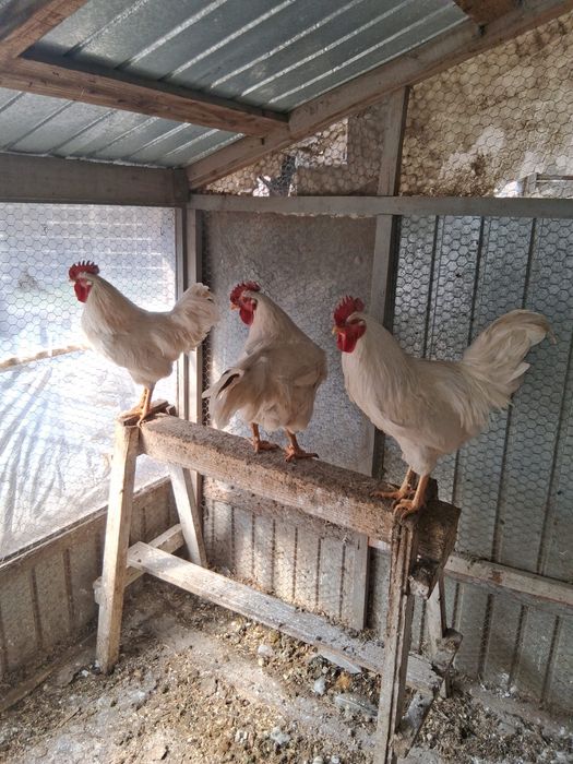 Curci,curcani,cocosi albi,gaini Australalop/Motate olandeze
