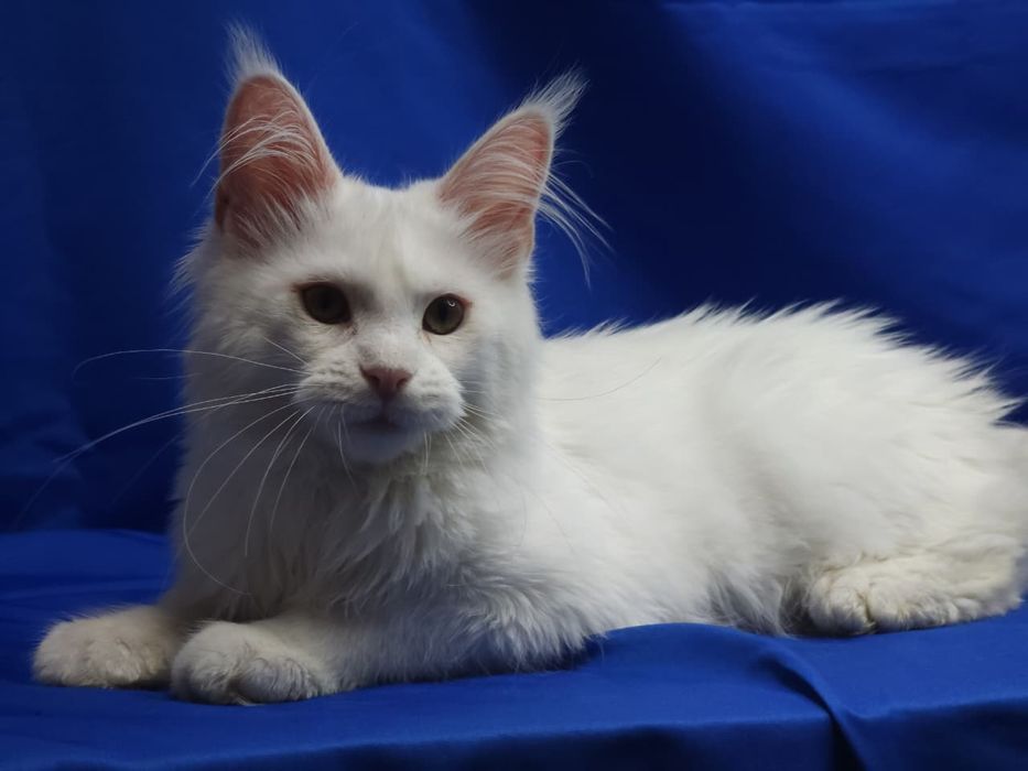 Котята из питомника
