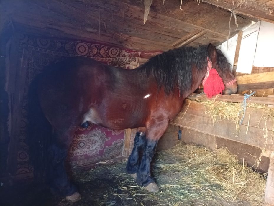 Vând mânz cuminte de 3 ani