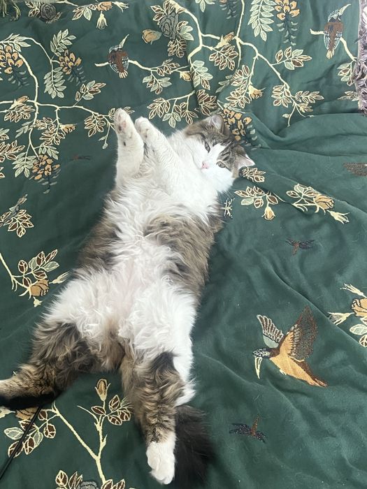 Ищу добрые руки для кота
