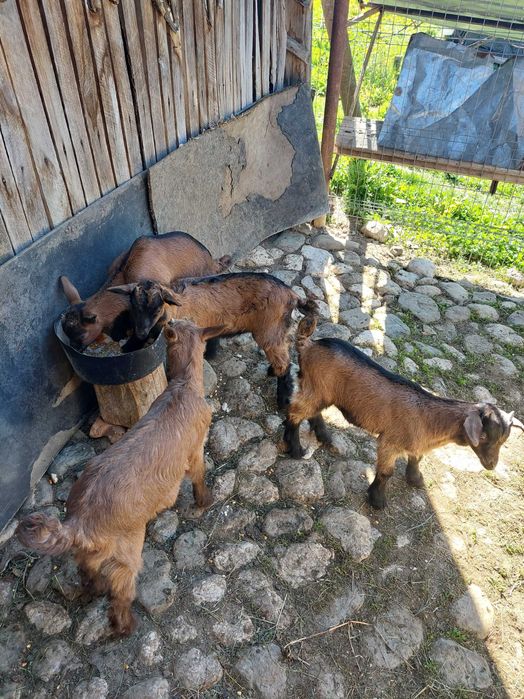 Iedute alpin francez