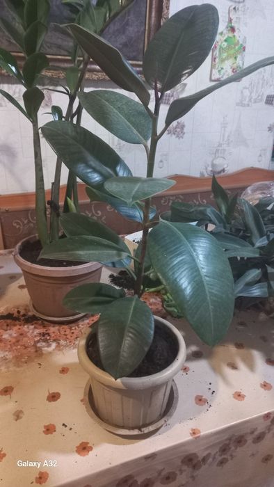 Продам домашние цветы