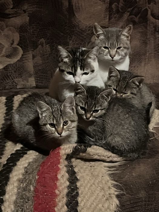 Donez pisici deparazitate, vaccinate