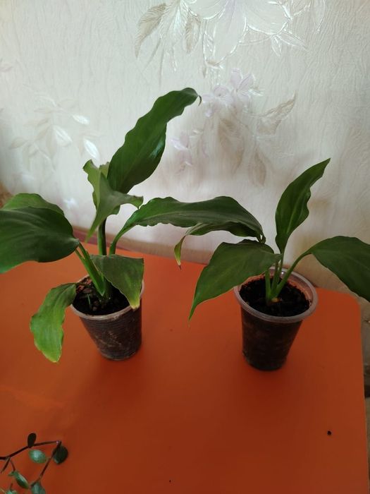 Продам комнатный цвет