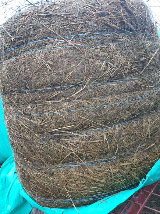 Vand baloti de lucerna infoliati