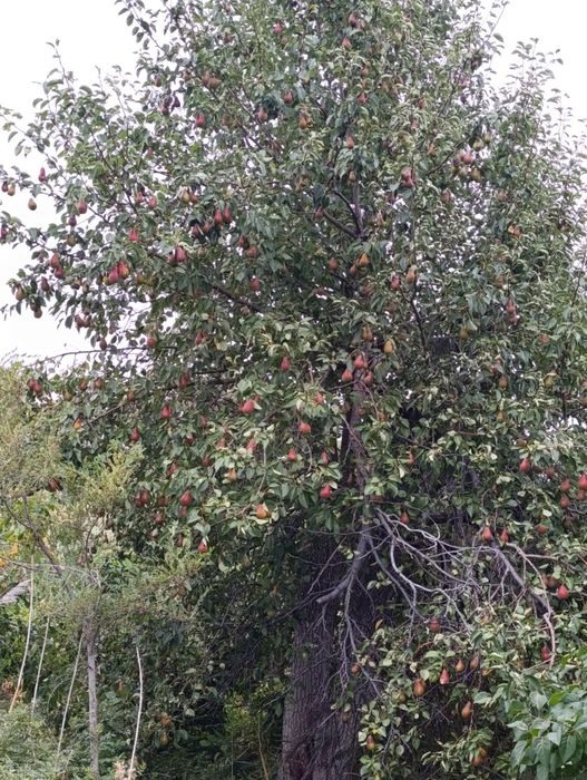 Проддам дачу с/о Химик