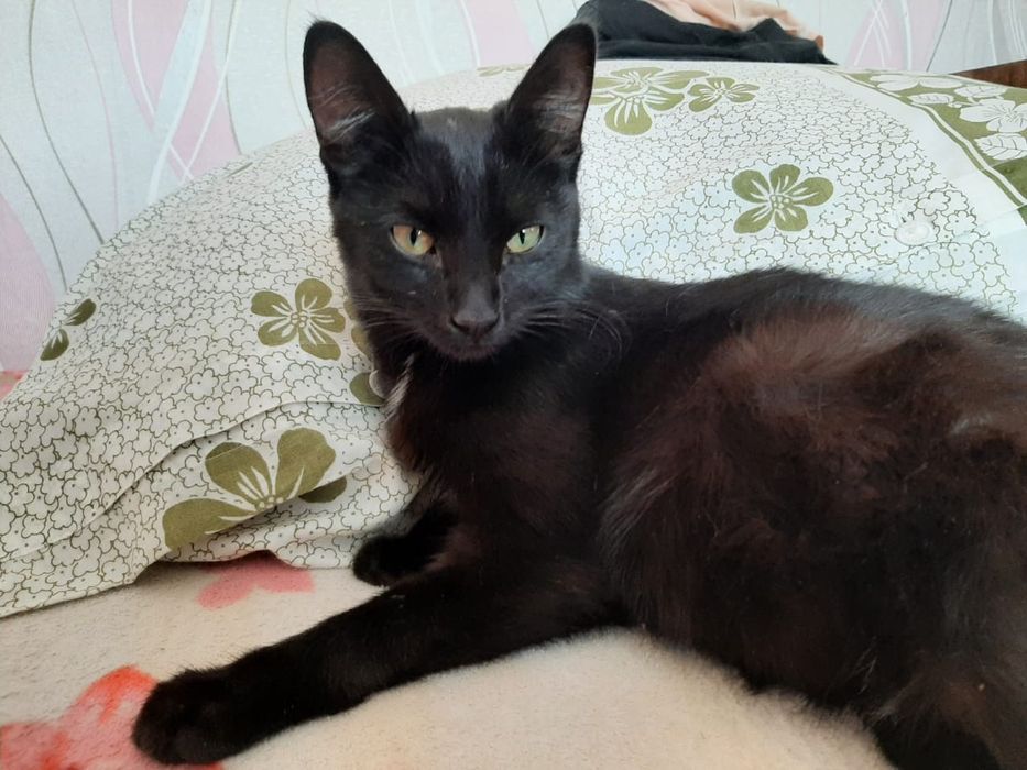 Молодая кошечка ищет хозяина