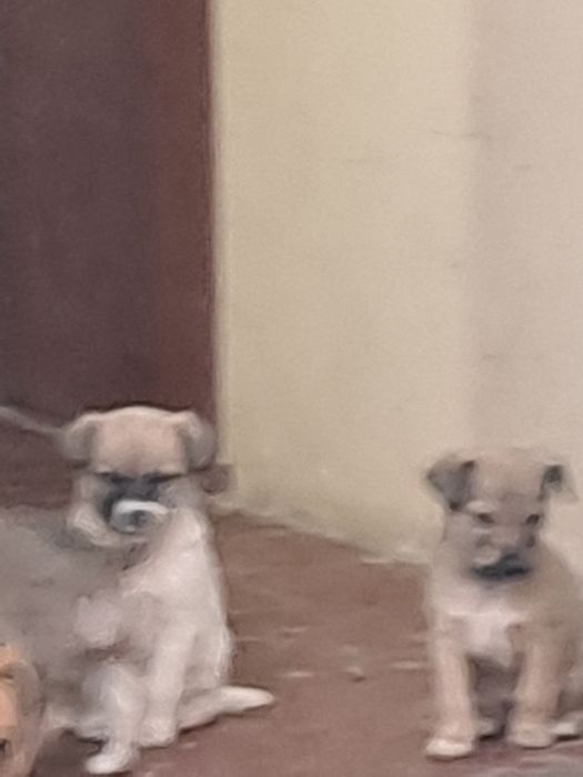 Отдам в добрые руки