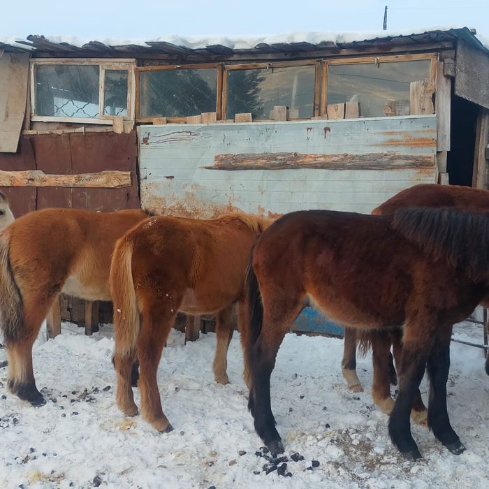 Жеребята 8 голов доставка