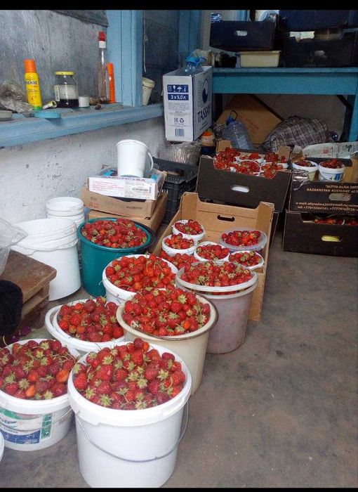 Клубника сорт Зенга -Зенгана