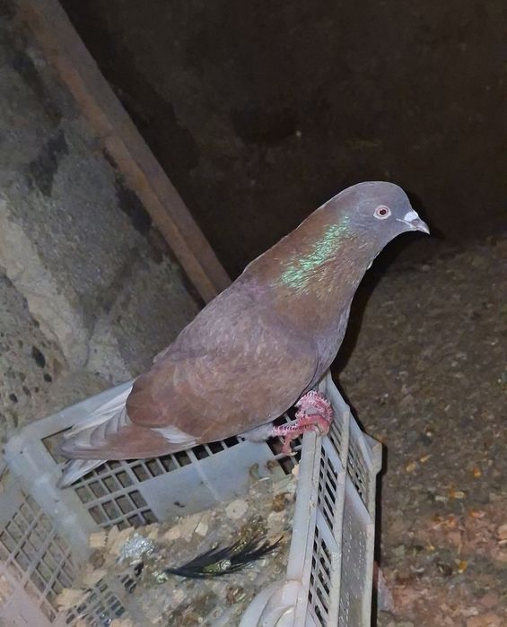 Готовый самец здоровый хороший