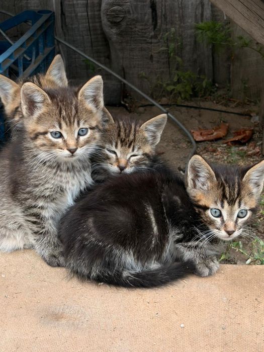 Продам котят( мама Мейн кун)