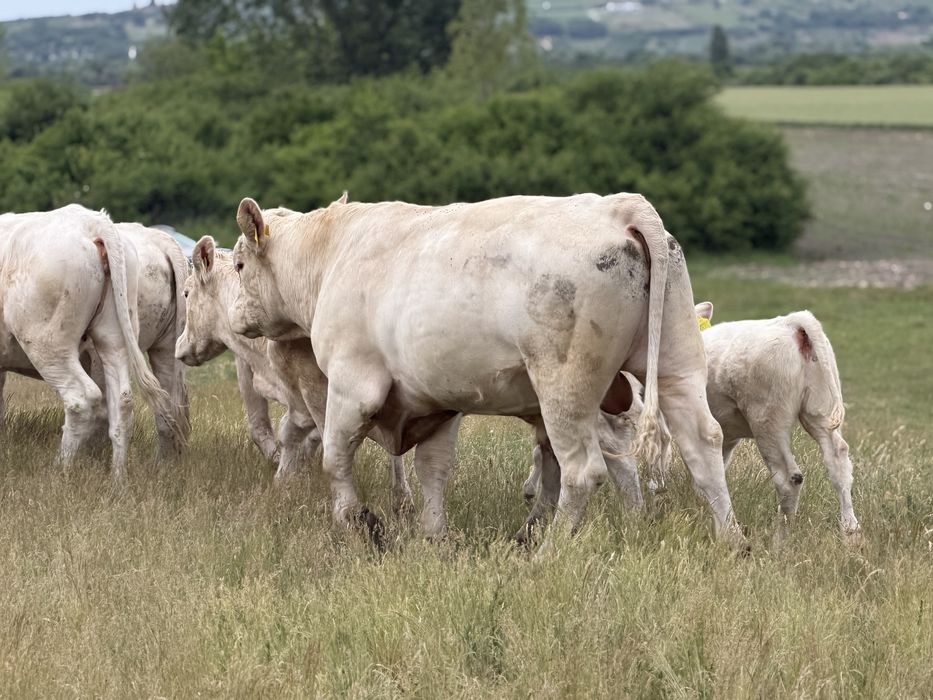 Taur Monta Autorizat Charolais Homozigot fara Coarne