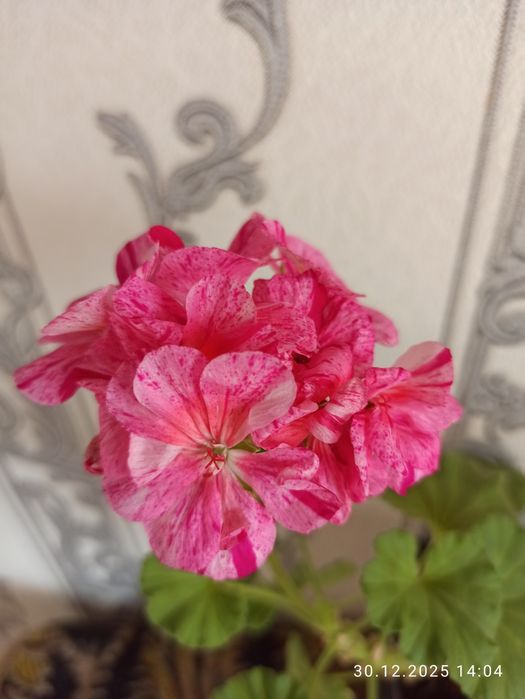 Пеларгонии продам