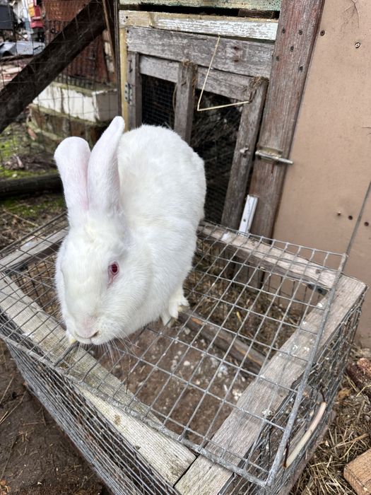 Vand iepuri marele alb si urias de transilvania
