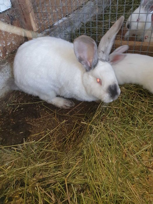 Urias de transilvania