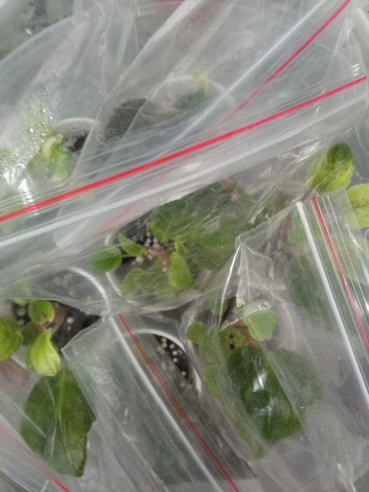 Детки фиалки ,бегонии сеянцы,бегонии разные в контейнере..