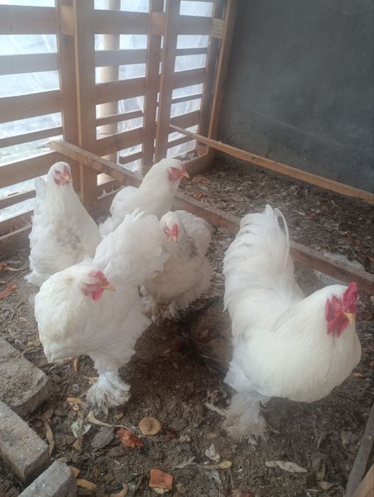Birama tovuq xorozlari