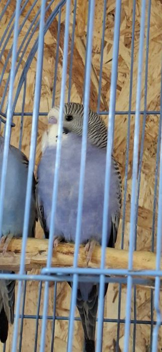 Продам молодых волнистых попугаев