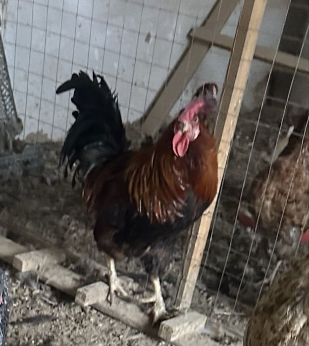 Қораздар сатылады