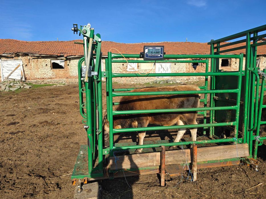 Телета мъжки за клане