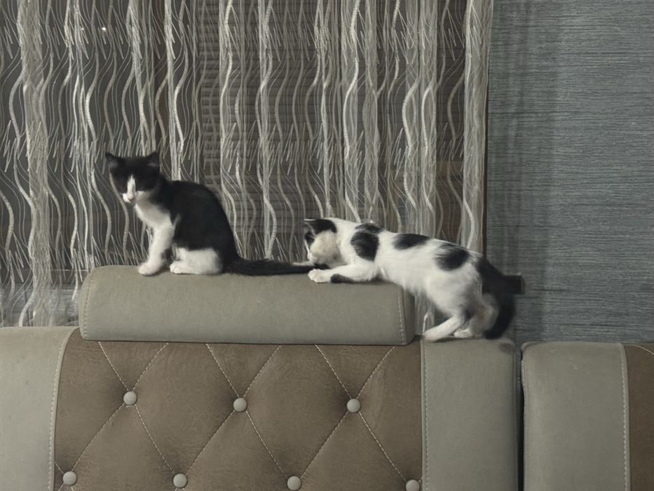 Котик бесплатно черненький