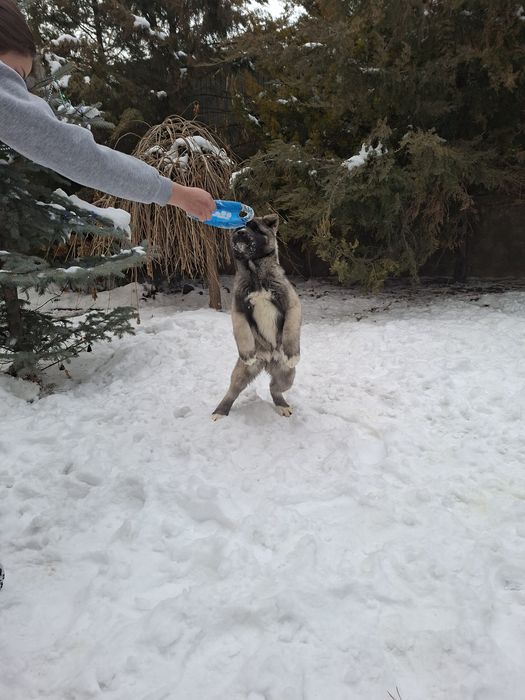 Американская акита щенки