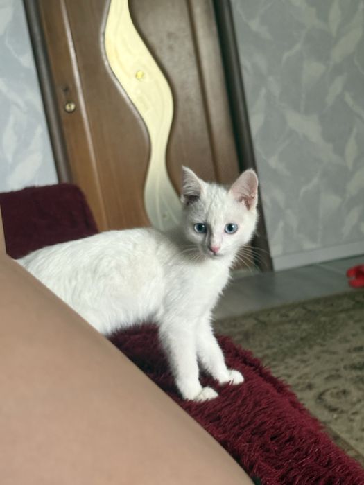 Кот 3 месяца , чистый , привитый