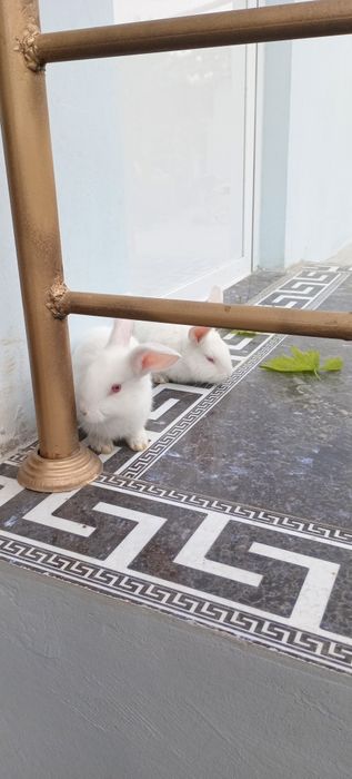 Gibrit quyonlar 100ming somdan KELISHAMIZ!!