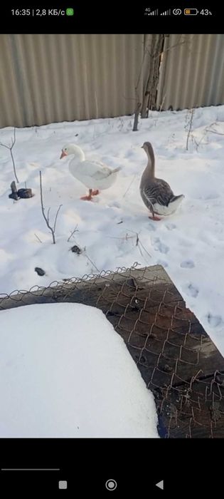 Қаз, гуси, продаю пару