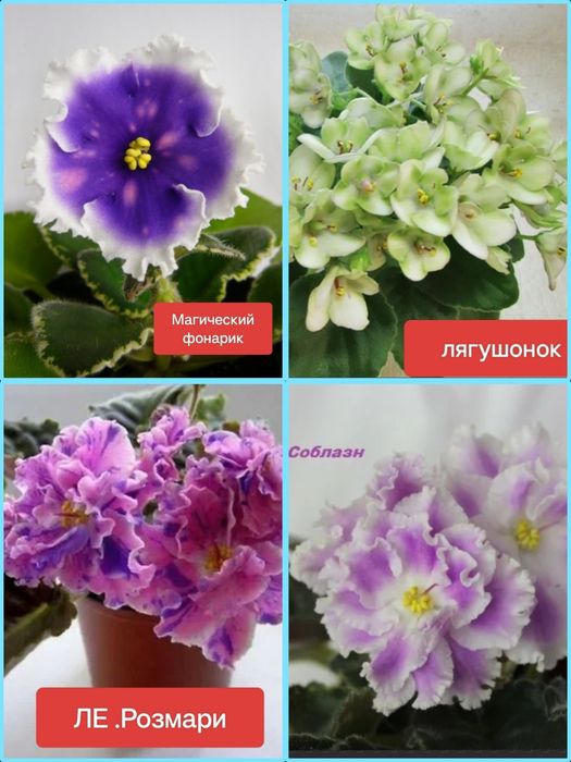 Продам детки сортовых фиалочек