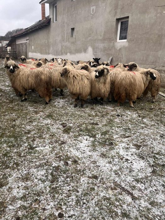 Oi breze de vânzare