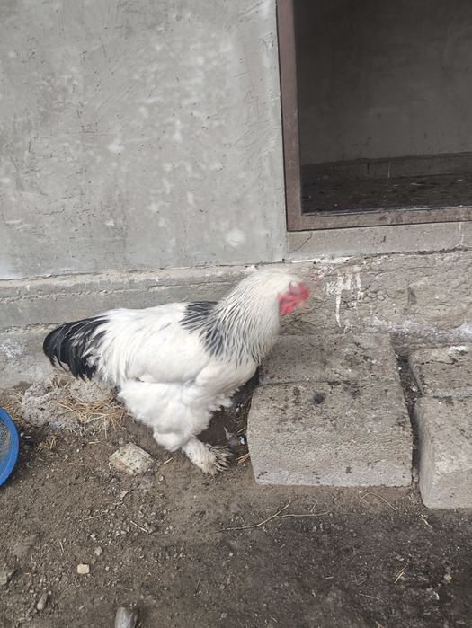 Брама ак кораз, петух