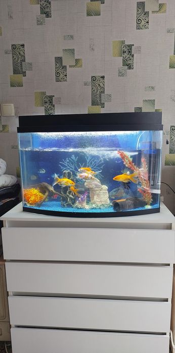 Аквариум 100 -120 литров рыбками