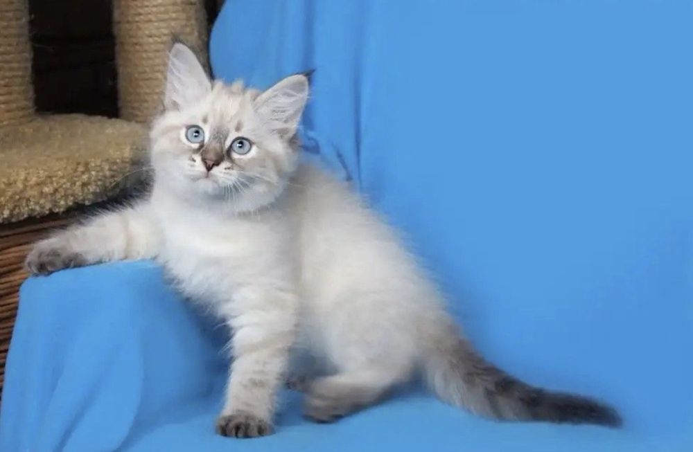 Motanel ragdoll lynx point pufos