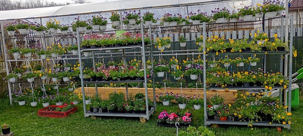 Petunii,muscate, garofițe,bacopa ,petunii curgătoare crăițe