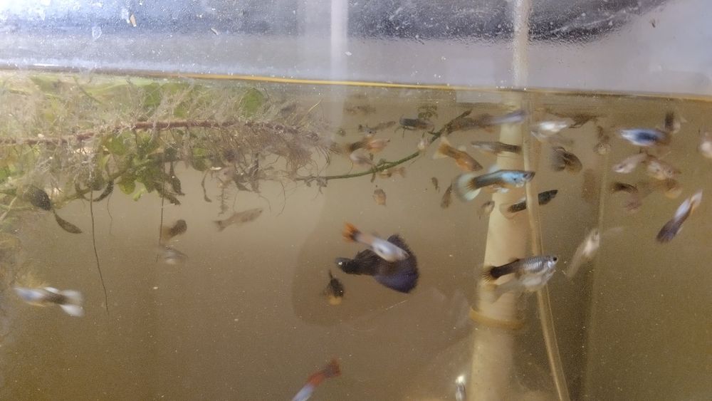 Аквариумные рыбки