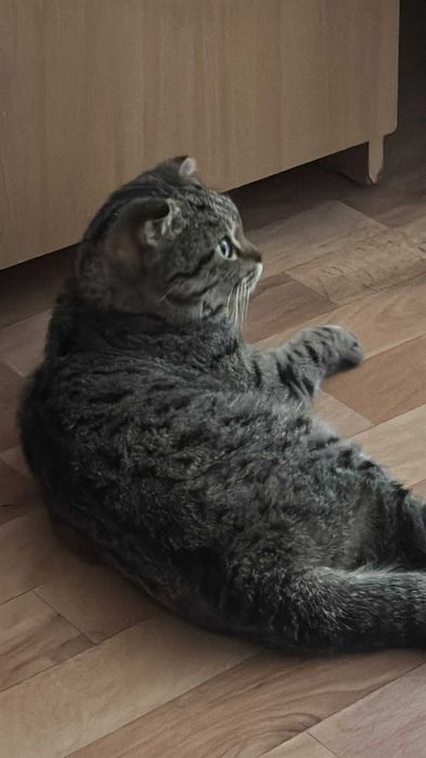 Найдена на улице кошечка-подросток. Срочно ищем дом!