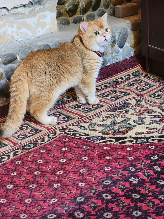 Tozza Shinshila Bri Ny12 Privaznoy Viyaskaga