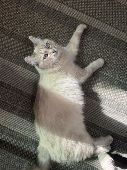 Котёнки в добрые руки