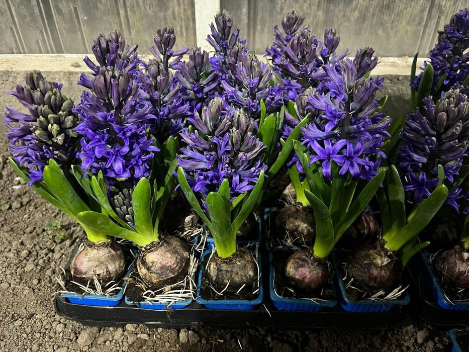 Зюмбюл за 8ми Март