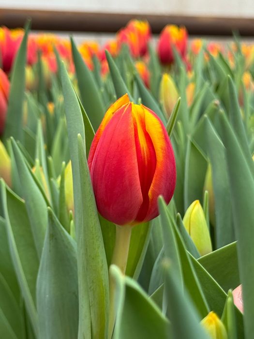 Тюльпаны оптом и в розницу