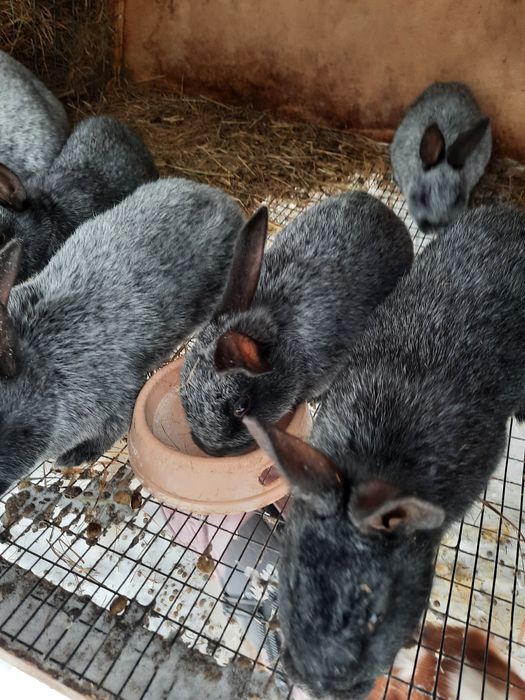 Продам кролят Полтавское серебро