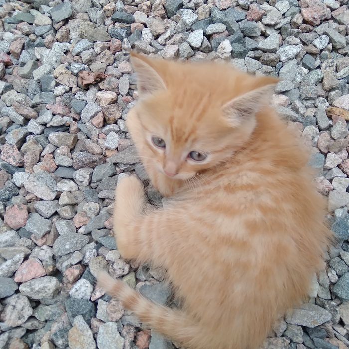 Котята рыжие мальчики