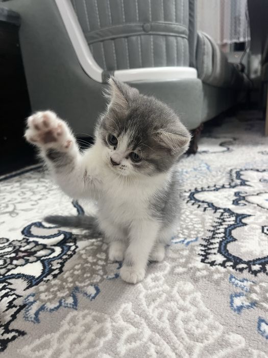 Скотиш фолд кошка. 2 ойлик самка хоразмда