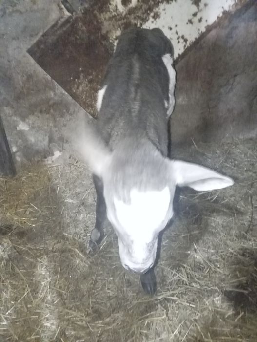 Продам недельную телочку