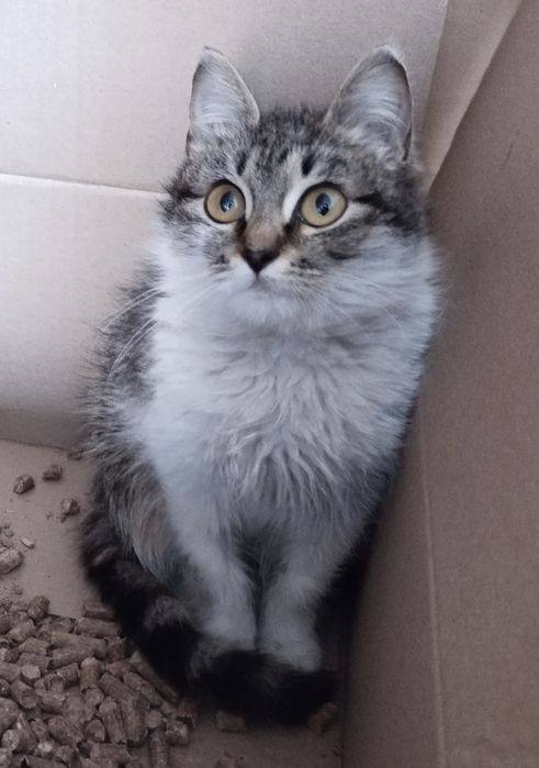 Котёнок в надёжные руки