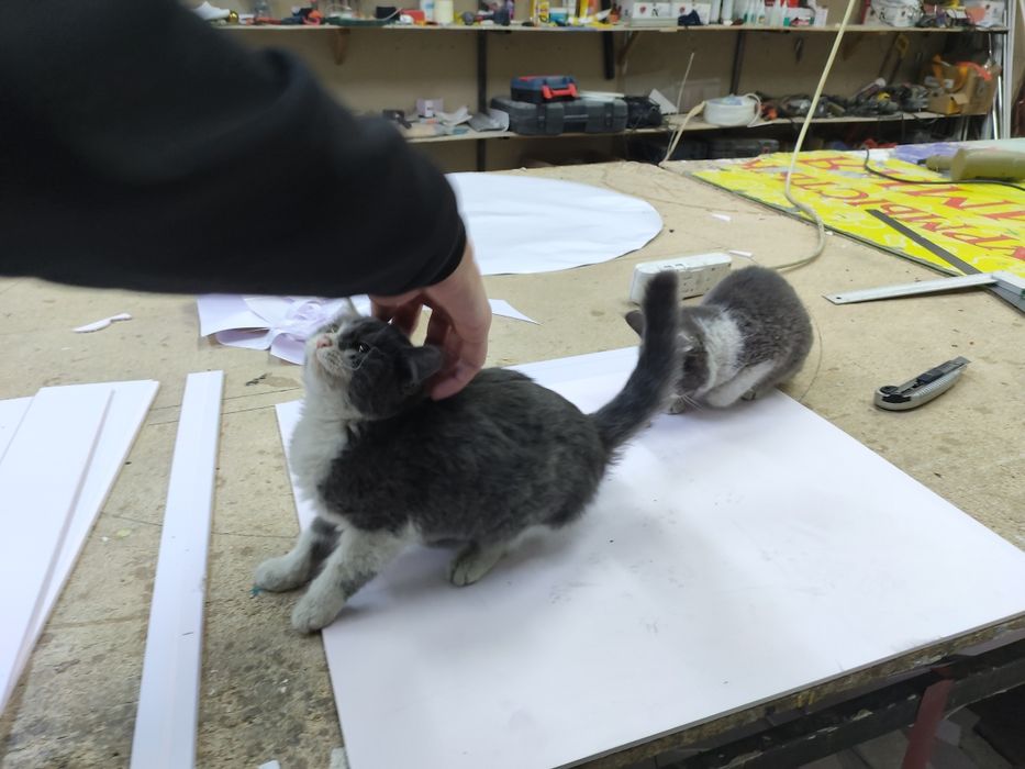 2 маленьких котят