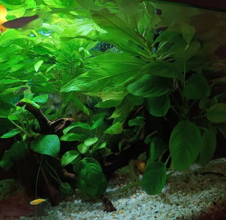 Acvariu complet echipat cu accesorii