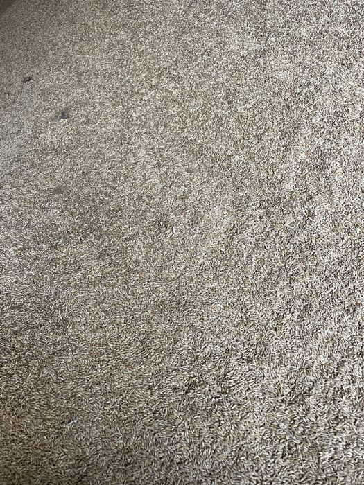 Vand orzoaica de primavara  de samanta si orz